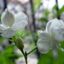 말리화(茉莉花)/ 말리화(茉莉花) 이미지