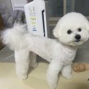 도그어게인 이미지