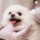 강남 애완견호텔 시작, 강아지유치원 등록 포메라니안 미용 주기 후기