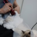 고양이 미용실 방울선생 이미지