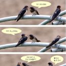 흥부네이야기 이미지