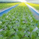 금산농원 이미지