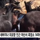 야산염소 이미지