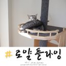로얄플라잉 | 고양이 데리고 중국가기, 고양이 중국 이민 준비 방법과 서류, 로얄 플라잉으로 진행한 내돈내산 후기