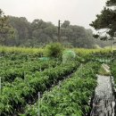 소사벌 일기(6/23-6/29)
