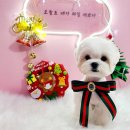 더펫살롱 이미지