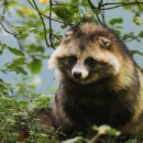 너구리약수터 이미지