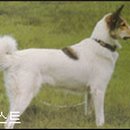 라이카 이미지