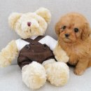 달링하이 강아지분양 밀양점 이미지