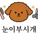 눈이부시개 네이버블로그