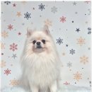 퍼피살롱 | 인천애견미용 퍼피살롱에서의 특별한 반려견 미용 체험