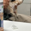 쿨펫이마트 목동점 동물병원 이미지