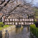 논개골 낭만 벚꽃축제 | 3박4일 교토여행, 벚꽃명소 마루야마 공원 / 다카세강 뷰 카페 / 니시키시장 / 모스버거
