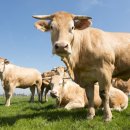 한우 뱅크축산 이미지