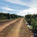 마리네 농장 이미지