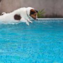 놀이터 반려견 미용실 이미지