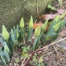 봉채국수 이미지