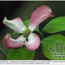 CORNUS florida 'Royal Red' 이미지