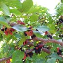 우복농장 이미지