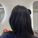 호펫 강아지 고양이 성신여대본점 | 24년 8월