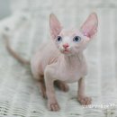 스핑크스의 숲 이미지