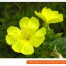 하천리-9 이미지