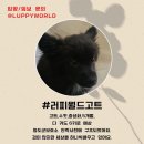 고트 이미지