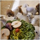 우리아이유치원 | 엄마 잘 다녀와에서 우리 아이가 달라졌어요! 일산 애견유치원 후기