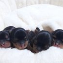 루시드 리엔 이미지