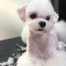 모찌애견샵 이미지