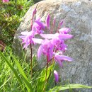 장미농장2 이미지