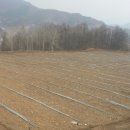 김용인농장 Daum카페
