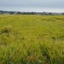 농부의딸 이미지