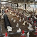 김경철농장 이미지