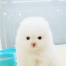미니마리수원 이미지