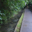 제주 천제연 난대림 이미지