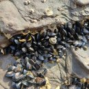 갯벌이야기펜션 이미지