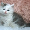 경현켄넬 이미지