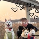 이룸외과동물병원 이미지