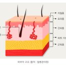 팔부위에 3도 화상을 입은 경우에 개인보험[장기보험]에서 3%이상 상해후유장해를 받을 수 있습니까? 이미지