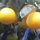 황금향, 7월 중순에도 수확한다 이미지