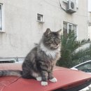 고양이집 이미지