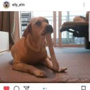 개스타그램 이미지