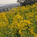 도로변(구로동로 141) | 제주도 유채꽃 시기 맞춰 떠난 산방산 유채꽃 3월 제주도 여행 명소 추천