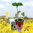 좋은씨앗어린이집 | 어린이집 식목일 강낭콩 씨앗 키우기 키트 추천