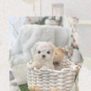 루루강아지 | 포천강아지무료분양? 내 혁신 DNA 깨운 실버토이푸들 루루!