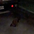 콩콩설기 이미지