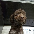 도그에이드 이미지