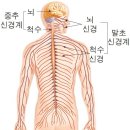 항암제의 신경독성: 항암제 유발 말초신경병증 이미지