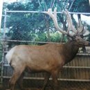 우암목장 이미지